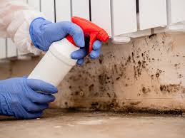  Thorndale, TX Mold Removal Pros